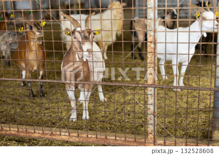 Herd of goats in pen on livestock farm Herd of goats in pen on livestock farm 132528608