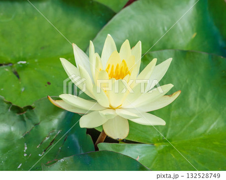 初夏の池に咲くハスの花03 初夏の池に咲くハスの花03 132528749
