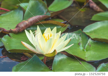 初夏の池に咲くハスの花04 初夏の池に咲くハスの花04 132528750