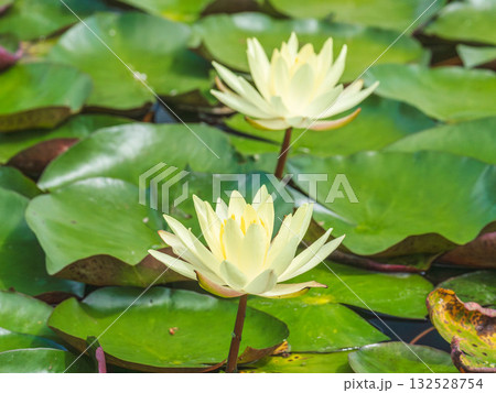 初夏の池に咲くハスの花08 132528754
