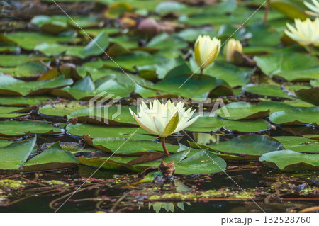 初夏の池に咲くハスの花14 132528760