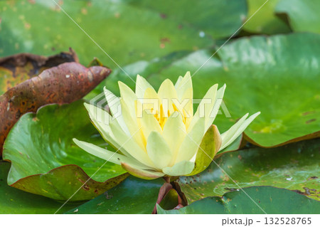 初夏の池に咲くハスの花19 132528765