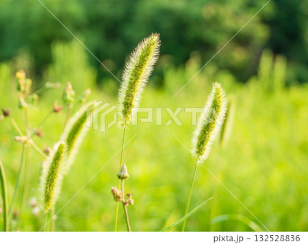 初夏の野山　朝日に輝くエノコログサ02 132528836