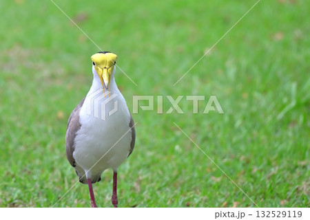 奇妙な見た目のズグロトサカゲリ 132529119