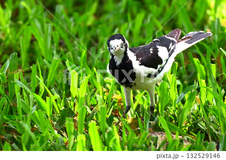 モノクロが可愛いツチスドリ 132529146