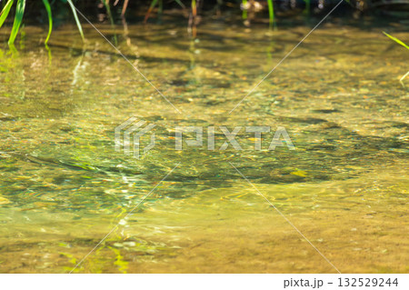 夏の川 川の流れ水面の表情59 夏の川 川の流れ水面の表情59 132529244