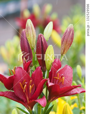 艶やかなユリ 132529566