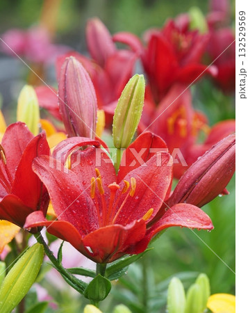 艶やかなユリ 132529569