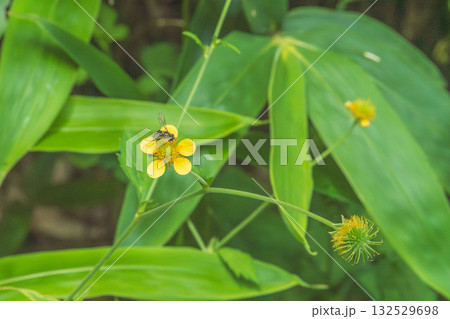 夏の山　ダイコンソウの花とクマザサと虫01 132529698