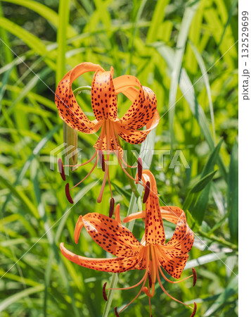 夏の山 夏の日差しを受けるオニユリの花10 夏の山 夏の日差しを受けるオニユリの花10 132529699