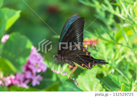 夏の森 ボタンクサギのの花とカラスアゲハ01 夏の森 ボタンクサギのの花とカラスアゲハ01 132529725