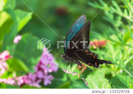 夏の森 ボタンクサギのの花とカラスアゲハ02 夏の森 ボタンクサギのの花とカラスアゲハ02 132529726