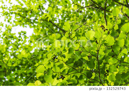 夏の森　ヤマハンノキの葉が輝く09 132529743