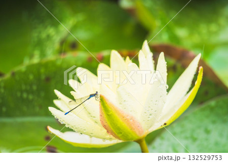 夏の雨降りの池 ハスの花で糸蜻蛉が休んでいる09 夏の雨降りの池 ハスの花で糸蜻蛉が休んでいる09 132529753