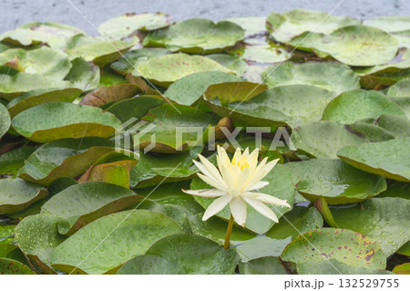 夏の雨降りの池　ハスの花で糸蜻蛉が休んでいる06 132529755