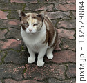 Grumpy Calico Cat on Pavement 132529884