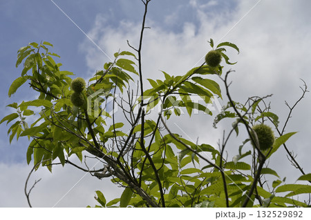 栗　栗の木 132529892