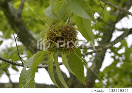 栗　栗の木 132529895