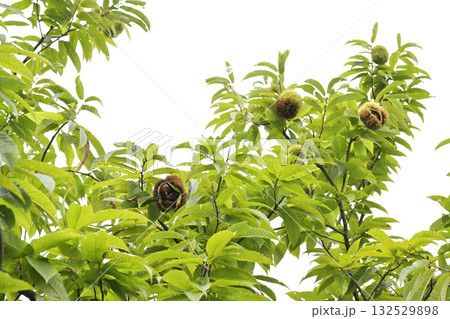 栗　栗の木 132529898