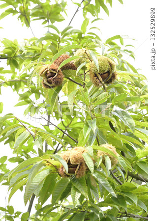 栗　栗の木 132529899