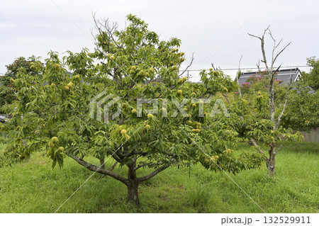 栗 栗の木 栗 栗の木 132529911