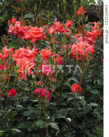 横浜のバラ 横浜のバラ 132529963