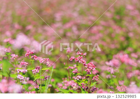 赤そばの里ー赤そばの花が咲く長野県箕輪町の美しい田園風景 132529985