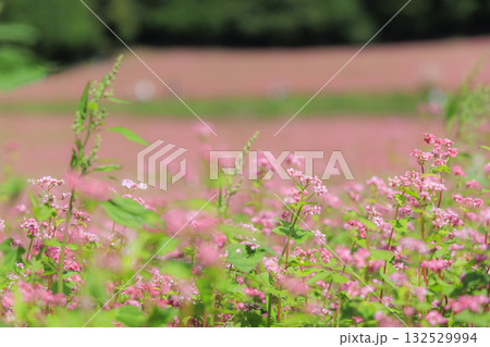赤そばの里ー赤そばの花が咲く長野県箕輪町の美しい田園風景 赤そばの里ー赤そばの花が咲く長野県箕輪町の美しい田園風景 132529994