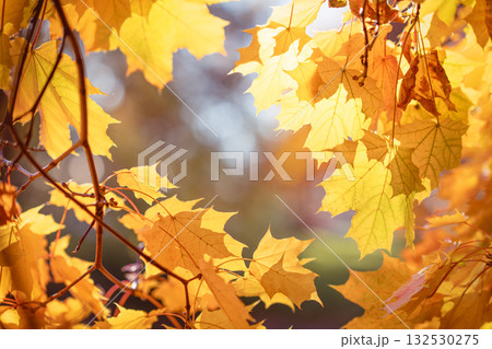 Autumn yellow maple leaves Autumn yellow maple leaves 132530275