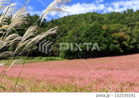 秋風に揺れるススキと赤そばの花畑が広がる長野県箕輪町の風景 132530291
