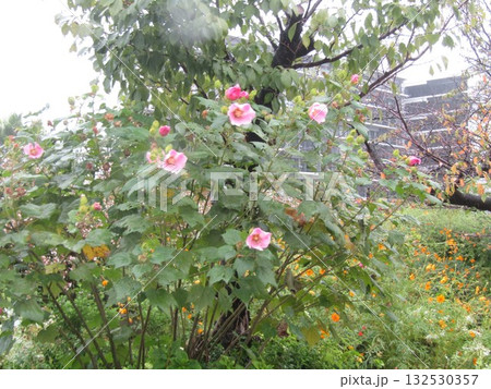 アメリカフヨウの桃色の花 132530357