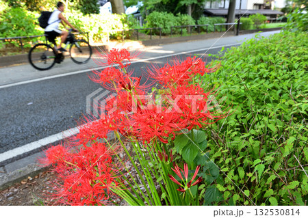 神社参道に咲く彼岸花 神社参道に咲く彼岸花 132530814