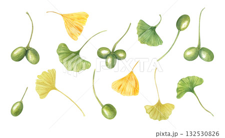Green and golden Ginkgo biloba leaves and pods watercolor illustration set on isolated background. Hand painted ginkgo plant with berries and foliage clip art. For seasonal designs, botany posters. 132530826