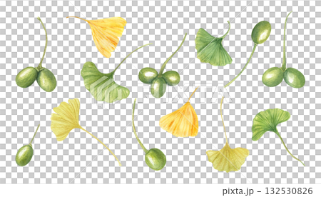 Green and golden Ginkgo biloba leaves and pods watercolor illustration set on isolated background. Hand painted ginkgo plant with berries and foliage clip art. For seasonal designs, botany posters. 132530826