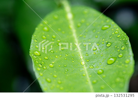 濡れた葉 濡れた葉 132531295