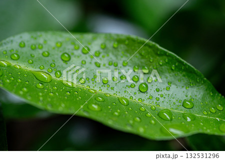 濡れた葉 132531296