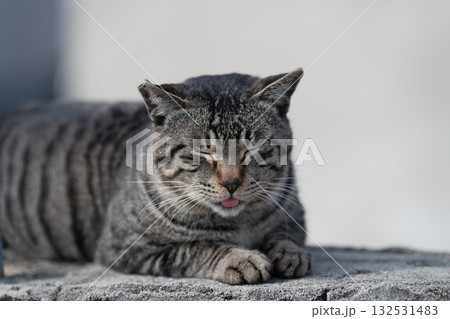 舌を出す可愛い野良猫 舌を出す可愛い野良猫 132531483