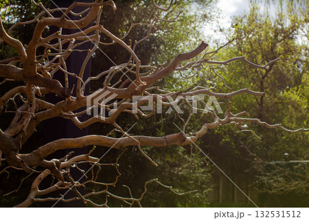 Twisted tree without foliage with wavy branches, corylus avellana contorta. Mysterious forest, twisted tree branches create an eerie and enchanting atmosphere in the dark woodland. 132531512