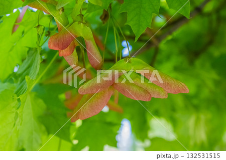 Close-up of maple plant flower seeds on a tree. Autumn Fall Maple Tree Seeds background. Close-up of maple plant flower seeds on a tree. Autumn Fall Maple Tree Seeds background. 132531515