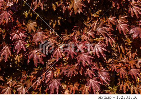 Red Maple tree background with sun on a beautiful sunny Autumn day with rays of sun shining on the of fall season. Norway maple Crimson Sentry, Acer platanoides Crimson Sentry autumn background. 132531516