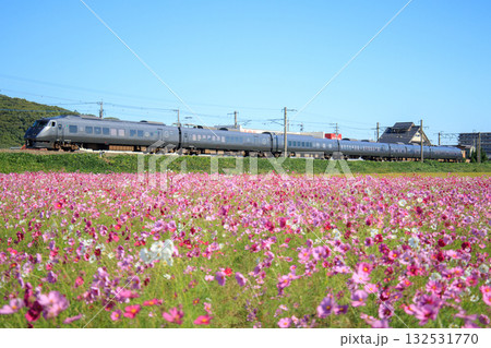 コスモス畑と787系電車（JR九州） 132531770