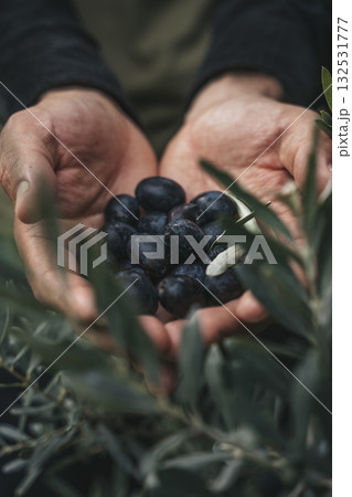 Olive Harvest. Hands Holding Fresh Olives in Grove 132531777