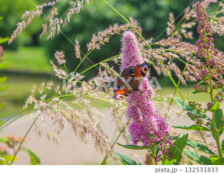 Butterfly Peacock Eye on a Pink flower. 132531833