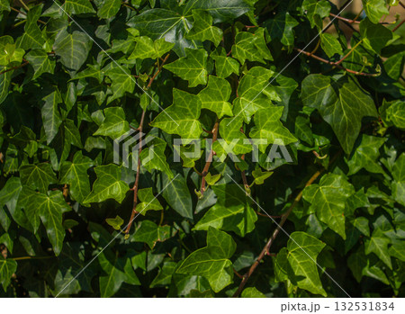 Ivy texture. A wall of fresh green leaves as a botanical background. Hedera Canariensis, Algerian ivy close up. Ivy texture. A wall of fresh green leaves as a botanical background. Hedera Canariensis, Algerian ivy close up. 132531834
