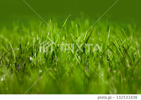 Green grass Green grass 132531836