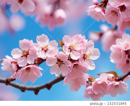 青空に映える桜 132531845