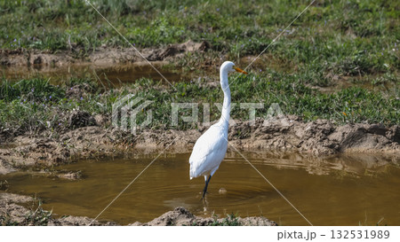 Elegant Egrets in Pui O Wetland Habitat Oct 25 2025 Elegant Egrets in Pui O Wetland Habitat Oct 25 2025 132531989