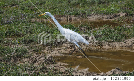 Elegant Egrets in Pui O Wetland Habitat Oct 25 2025 Elegant Egrets in Pui O Wetland Habitat Oct 25 2025 132531990