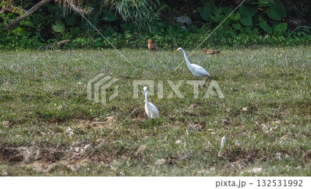 Elegant Egrets in Pui O Wetland Habitat Oct 25 2025 132531992