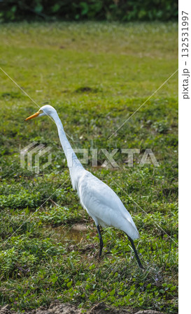 Elegant Egrets in Pui O Wetland Habitat Oct 25 2025 132531997